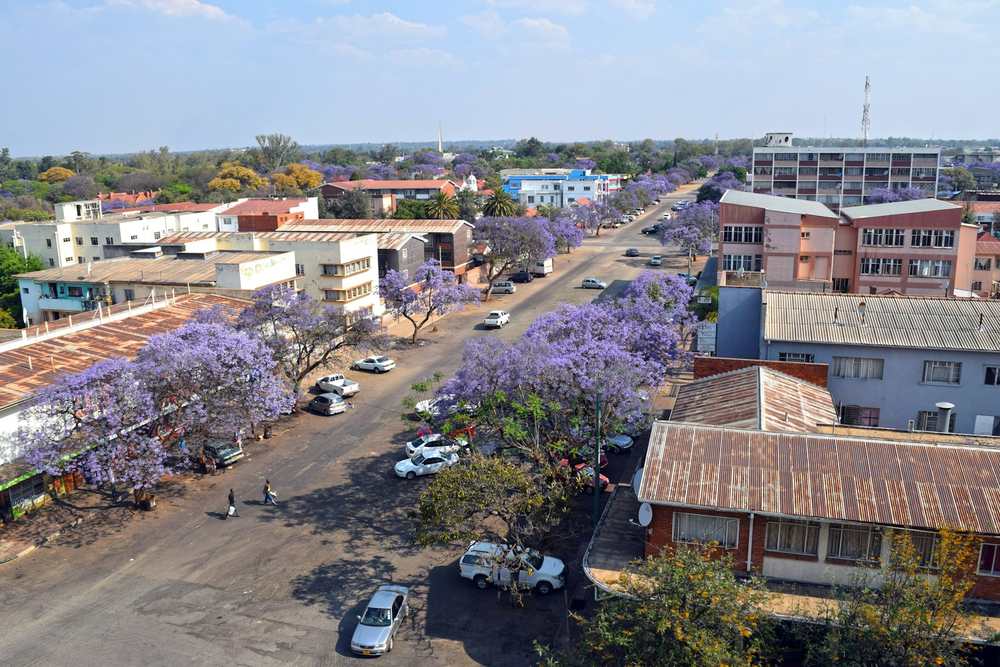 Jacaranda trees in bloom along a street of low buildings in central Bulawayo
